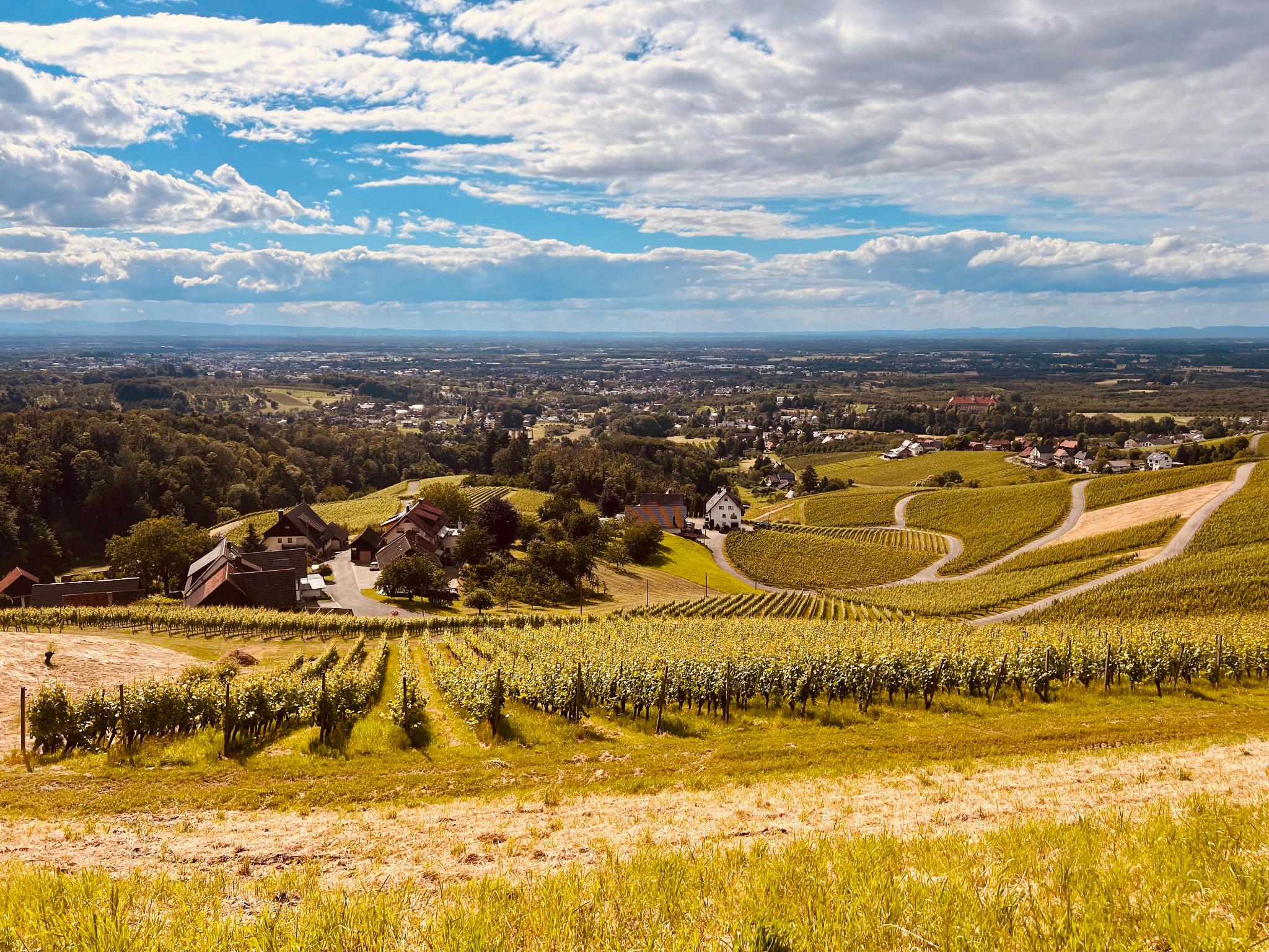 Panoramablick über Weinberge und die umliegende Landschaft